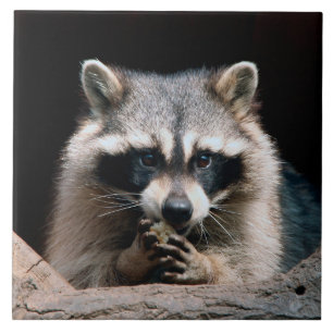 Raccoon 004 tile