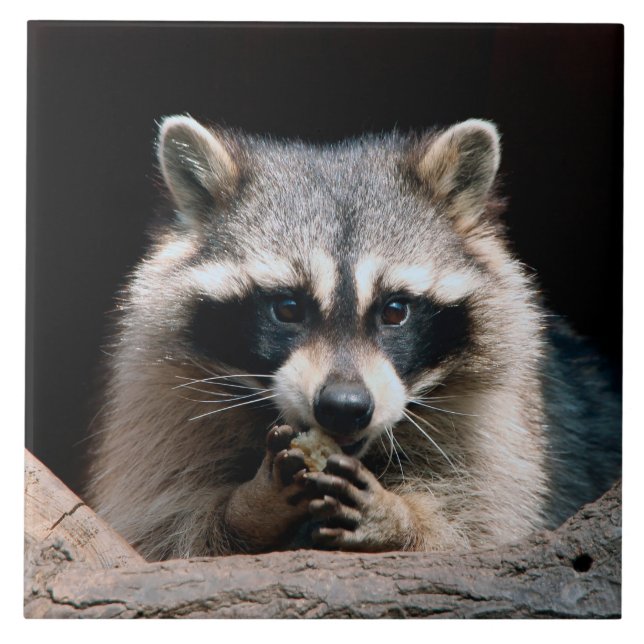 Raccoon 004 tile (Front)