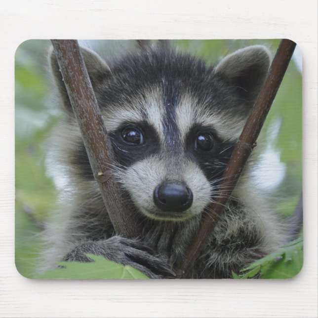 Raccoon - #1005 mouse pad (Front)