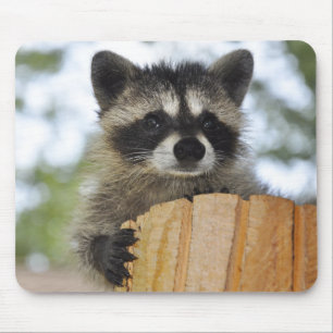 raccoon - #1007 mouse pad