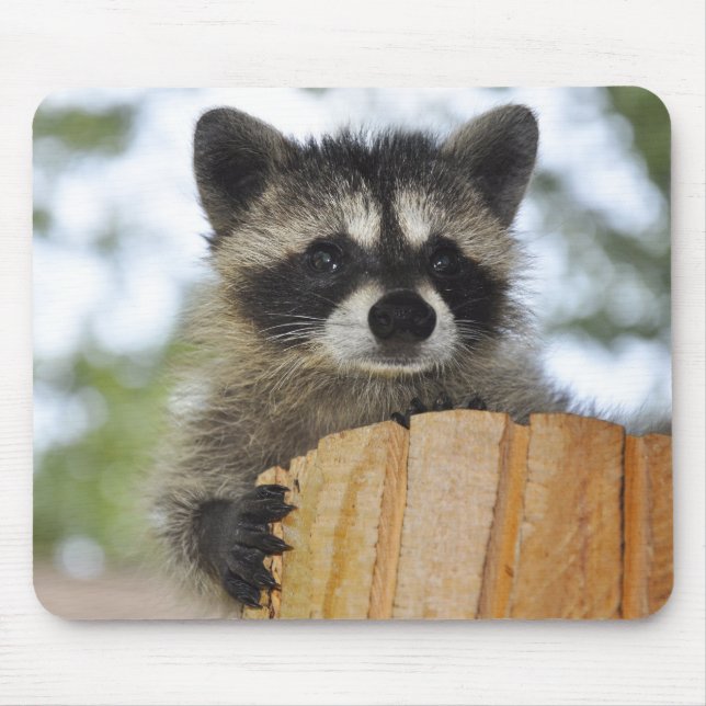 raccoon - #1007 mouse pad (Front)