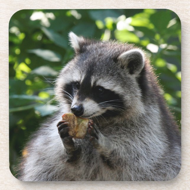 Raccoon_2015_0116 Coaster (Front)