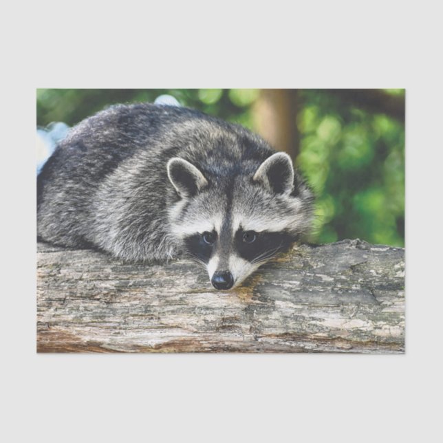 Raccoon 2 Tissue Paper (Front)