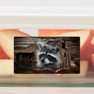 Raccoon At The Old Barn