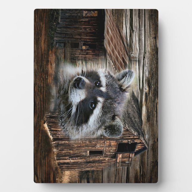 Raccoon At The Old Barn Plaque (Front)