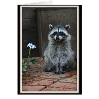 Raccoon avec Fleur blanche