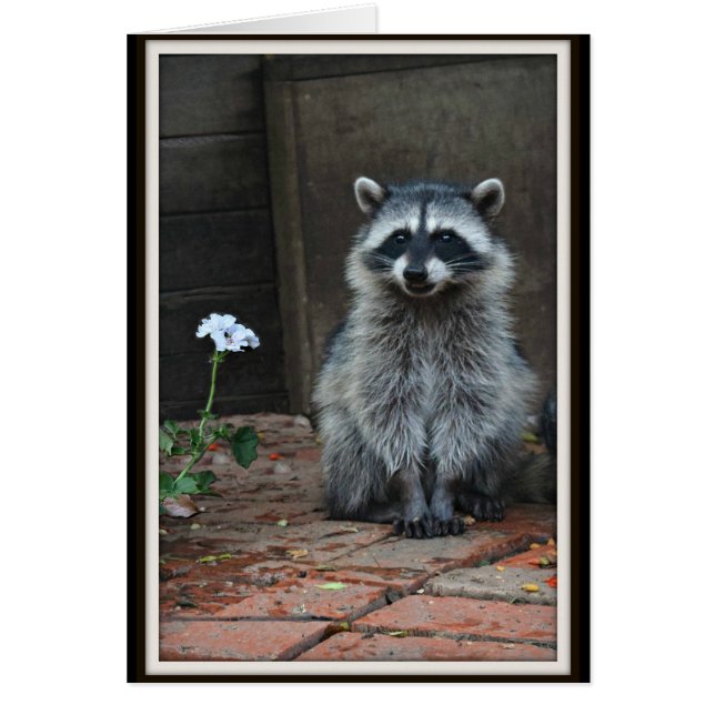 Raccoon avec Fleur blanche (Devant)