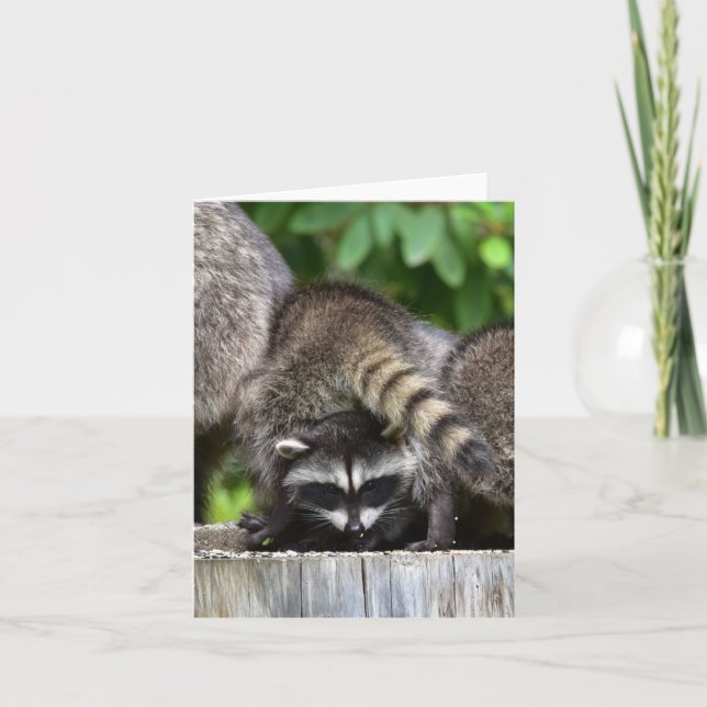 Raccoon Babies! Card (Front)