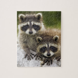 Raccoon Babies Jigsaw Puzzle
