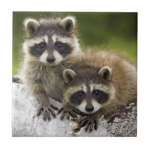 Raccoon Babies Tile