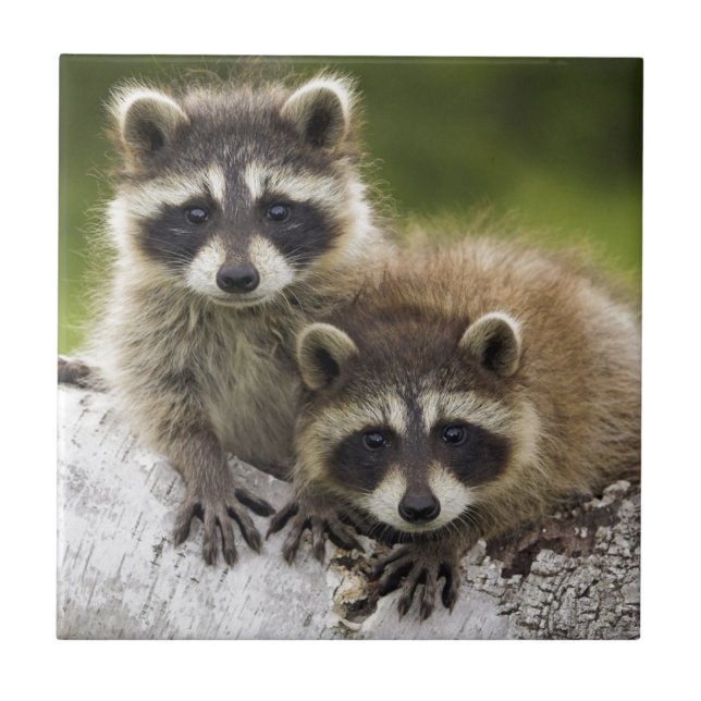 Raccoon Babies Tile (Front)