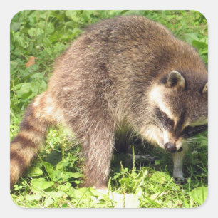 Raccoon Bathing Stickers