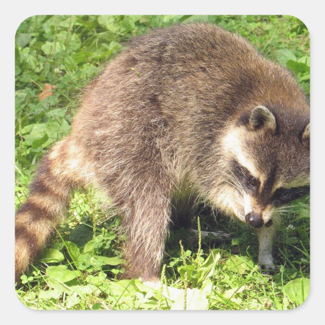 Raccoon Bathing Stickers (Front)