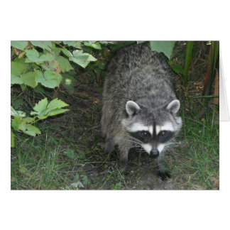 Raccoon - Blank