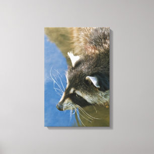 Raccoon Canvas Print