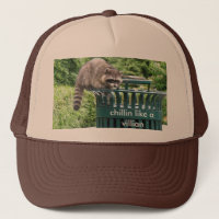 raccoon, chillin like a villian