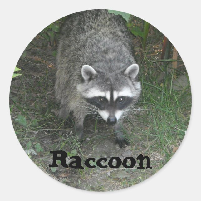 Raccoon Classic Round Sticker (Front)