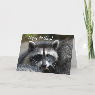 Raccoon Close-Up Card