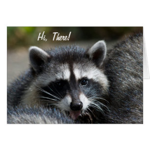 Raccoon Close-Up Card