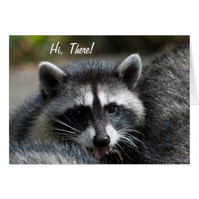 Raccoon Close-Up Card (Front Horizontal)