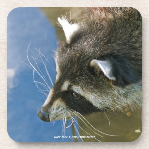Raccoon Coaster