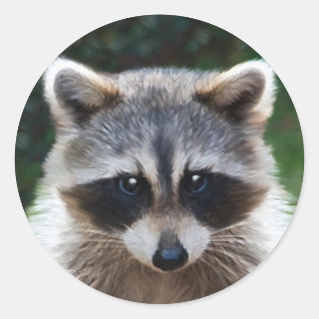 Raccoon Coon Animaux sauvages Stickers Faune (Devant)