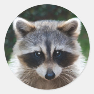 Raccoon Coon Wild Animals Wildlife Stickers
