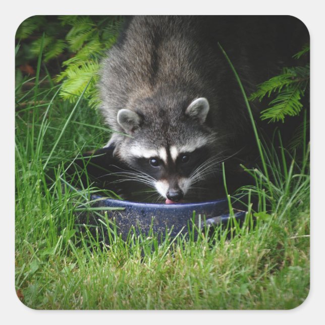 Raccoon Drinking Sticker (Front)