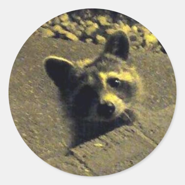 Raccoon ~ Face of an Angel Classic Round Sticker (Front)