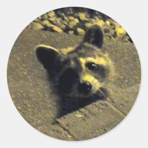 Raccoon ~ Face of an Angel Classic Round Sticker