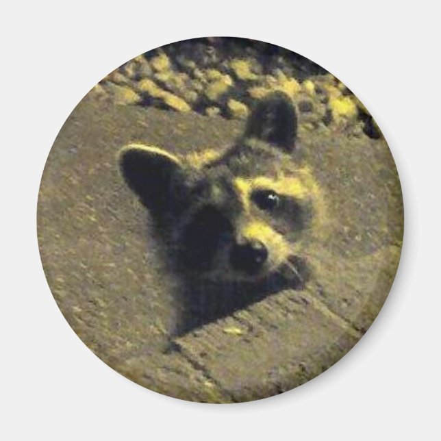 Raccoon ~ Face of an Angel Magnet (Front)