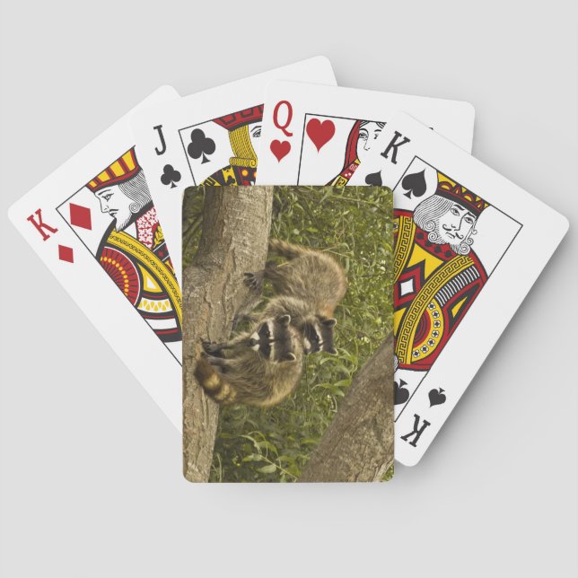 Raccoon Family Playing Cards (Back)