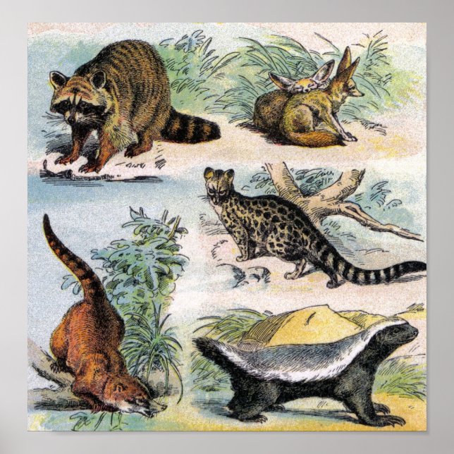 Raccoon, Fennec Fox, Coati, Genets & Ratel Poster (Front)