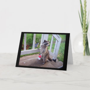 Raccoon Greeting Card
