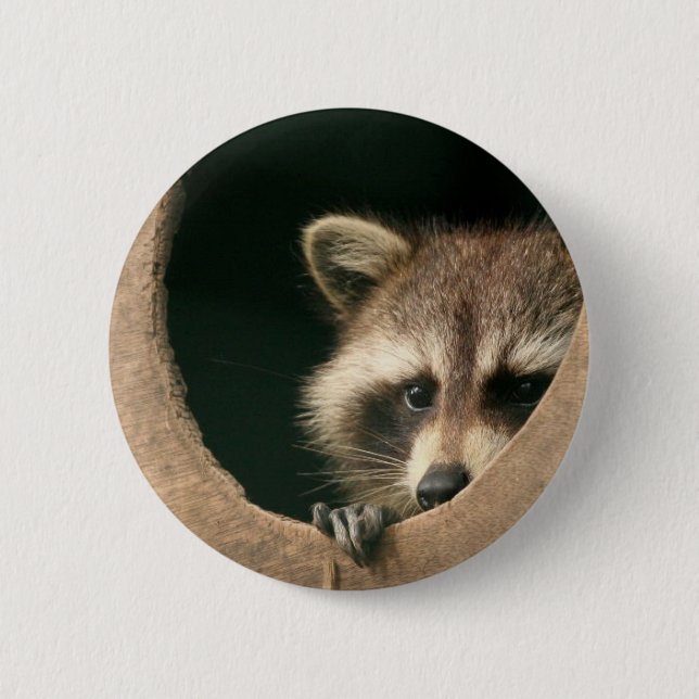 Raccoon hide-and-seek 2 inch round button (Front)