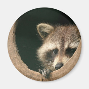 Raccoon hide-and-seek magnet