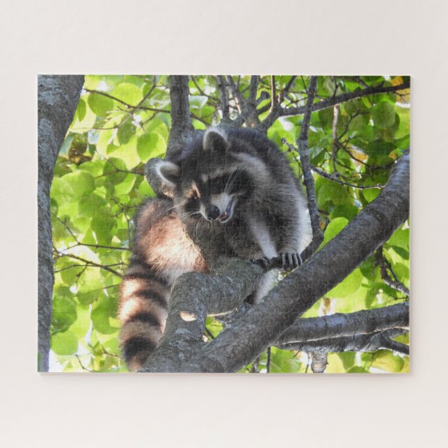 Raccoon in a Tree Jigsaw Puzzle (Horizontal)