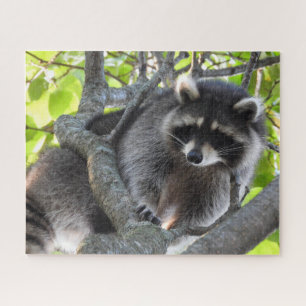 Raccoon in a Tree Jigsaw Puzzle
