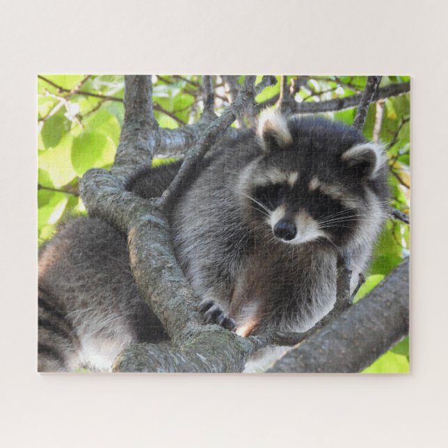 Raccoon in a Tree Jigsaw Puzzle (Horizontal)