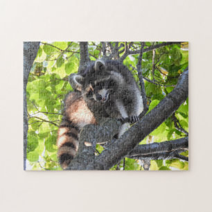 Raccoon in a tree jigsaw puzzle