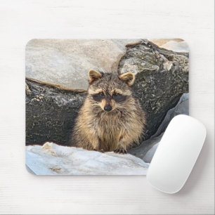 Raccoon In Beach Rocks in Winter Mouse Pad