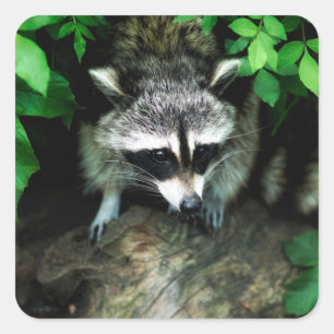 Raccoon In Forest Nature Glossy Stickers