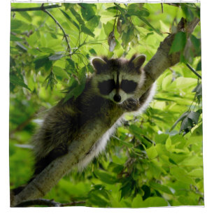 Raccoon in Green Tree Cute grey masked raccoon