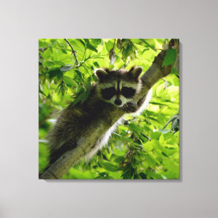 Raccoon in Green Tree Cute grey masked raccoon Canvas Print