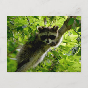 Raccoon in Green Tree Cute grey masked raccoon Postcard