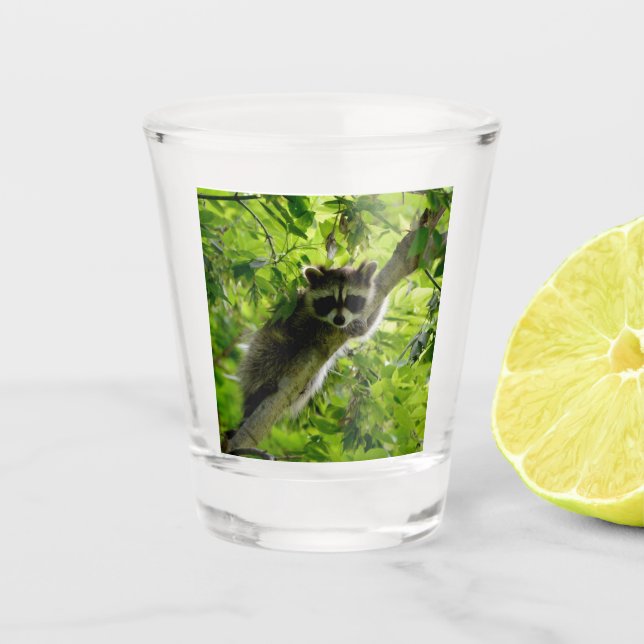 Raccoon in Green Tree Cute grey masked raccoon Shot Glass (Front)