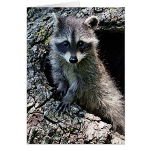 Raccoon in the Den