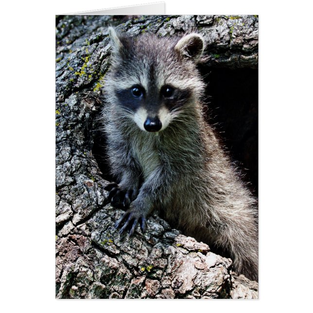 Raccoon in the Den (Front)