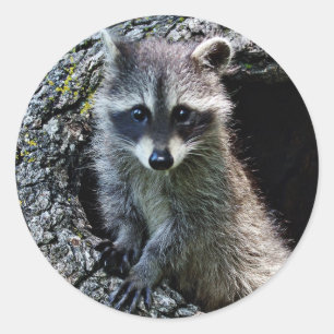 Raccoon in the Den Classic Round Sticker