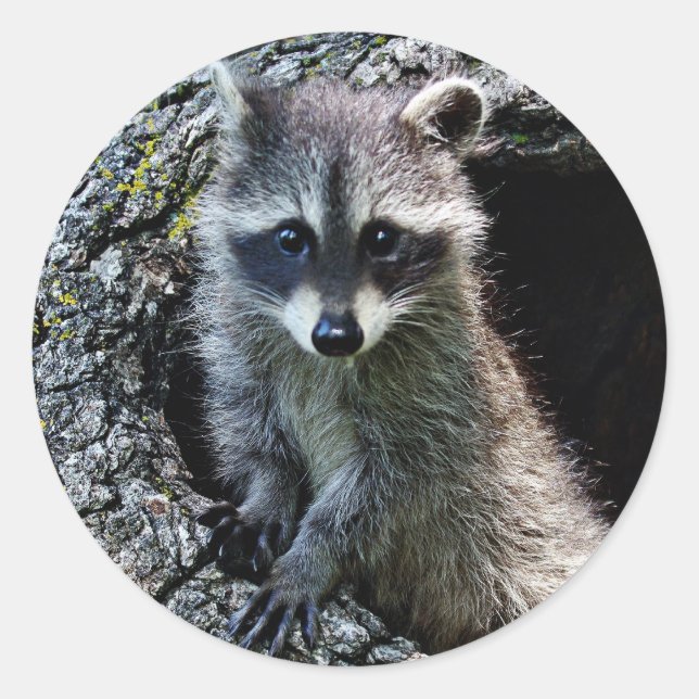 Raccoon in the Den Classic Round Sticker (Front)